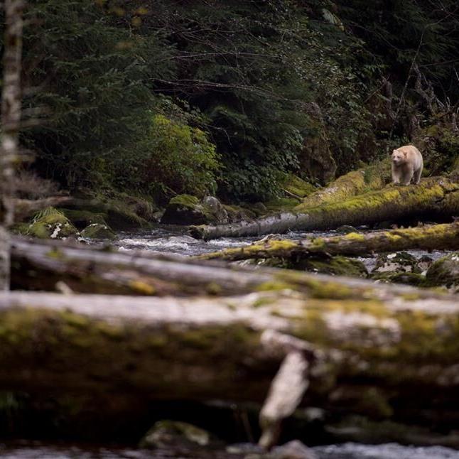 First Nations, Ottawa, B.C., announce $335M for protection off Great Bear coast